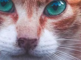 K.F.A.C.T.s on Instagram: “Gaze into the enchanting eyes of cat…