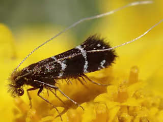 Dance of the Fairy Moth