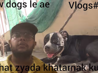New dogs le ae pitbull or american bully bohat khatarnak dogs b…