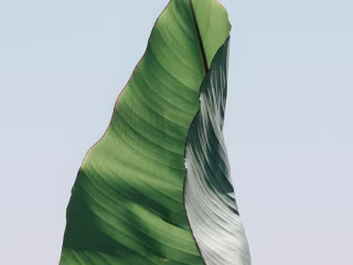 Sungi - Leaf (Composer, Producer, Mixing, Mastering)