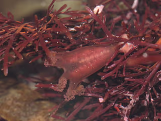 Unsung Invertebrates: Stalked Jellyfishes