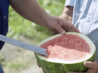 Melon 1