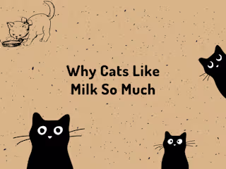 Why Cats Like Milk So Much