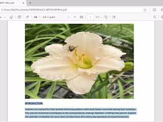 Day lilies