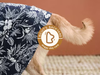 Bold & Modern Branding for a Dog Care Center