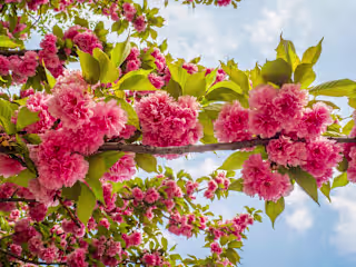 You are Blooming in May