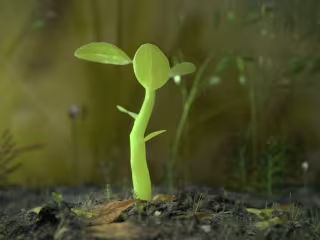 Growing Plant Animation