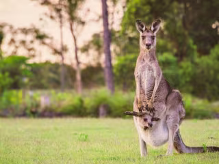 Content Writing at A-Z Animals