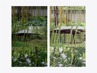 Photography editing of japanese bamboo garden