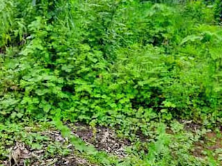 Lot Properties 