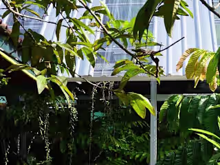 Ifah Plant House on Instagram: “Green House adalah sebuah bangu…