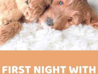 First Night With A New Puppy: What To Expect - Doodle Doods