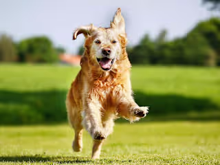 Did You Know That Cuddling Your Pet Is Beneficial To Your Healt…