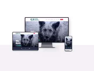 Lets Save the Strays International