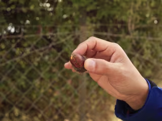 To Resurrect Lost Forests, Plant a Seed in Hearts and Minds
