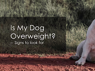 Content Writing: Blog Article for Pet Owners