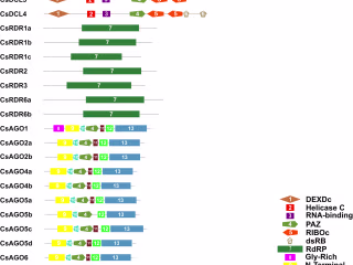 Genome-wide analysis of AGO, DCL and RDR gene families reveals …