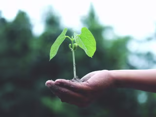 Growth Strategy 