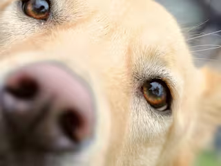 MUTTS Dog Rescue 3rd Birthday