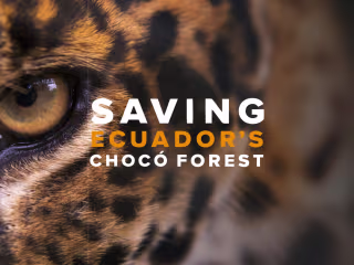 Crafting an incredibly successful brand for a wildlife charity