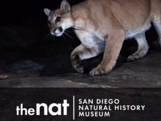 PR Campaign for Wildlife Conservancy