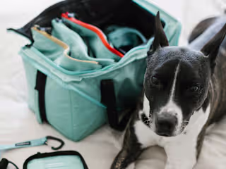 Digital Marketing for a Top Pet Accessory Brand