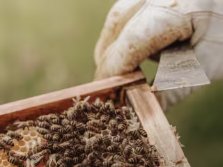 Don't worry, bee hone