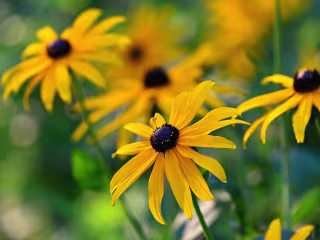 Lauren Landers, Writer at Better Homes and Gardens