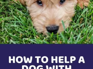 How To Help A Dog With Separation Anxiety - Doodle Doods