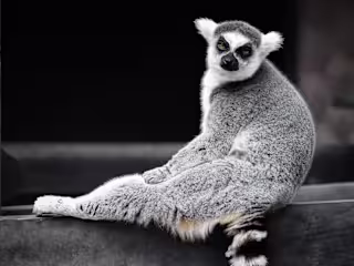 Tenerife Zoo Monkey Park 