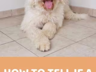How To Tell If A Doodle Has A Double Coat - Doodle Doods
