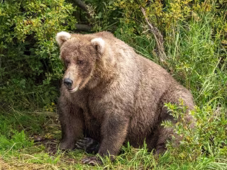 How the Bears at Alaska’s Katmai National Park Became Celebriti…