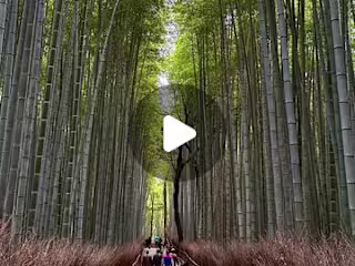 Hristo Georgiev on Instagram: “Imagine walking into a living pa…