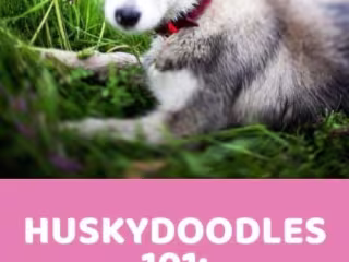 Huskydoodle 101: Information, Characteristics & Pictures - Dood…