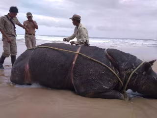 Disputed Javan rhino numbers highlight Indonesia’s fraught cons…