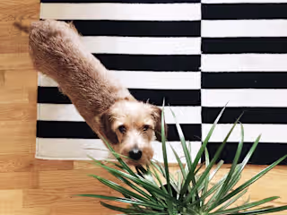 How to Find Pretty Houseplants that are Safe for Pets | My Beau…