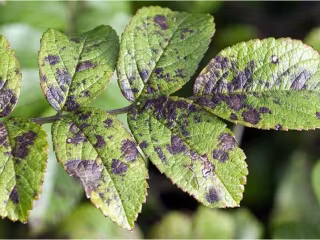 App based solution to identify and solve disease in plants
