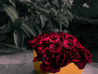 Roses
