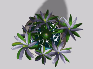 Ornithogalum Umbellatum