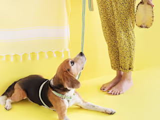 The Bark Co.