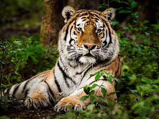 Wildlife Blog Writer (Ghostwriter)