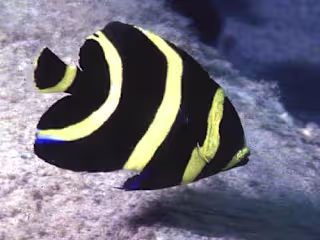 Fish Video 2K18 - YouTube