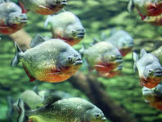 Piranhas-WCC STEM Scholars Newsletter October 2023