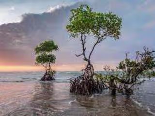 MANGROVES