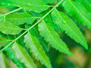 Powerful Benefits Of Neem In Ayurveda