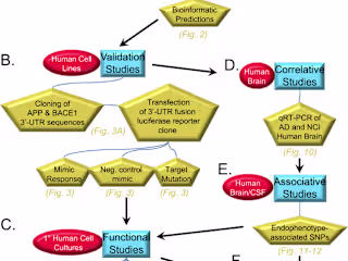 MicroRNA-298 reduces levels of human amyloid-β precursor protei…