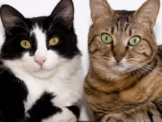 Blog: Human foods that are dangerous to cats