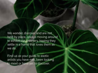 Green Nomad (Rebranding Copy)