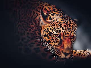 Stoty of wild life