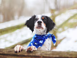 Cold Weather Is the Nemesis of Dog Paws. Here’s How to Help